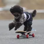 スケボー犬モコのアイコン