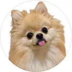 にゃんぽめ日記のアイコン