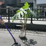 ぐぴぴのアイコン