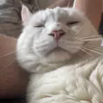 あやのᐛ👐INTJのアイコン