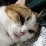 ねこ大好きマンです！！のアイコン