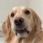 ナマケモノの省エネ術のアイコン
