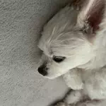 いぬすいのアイコン