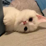 rinaのアイコン