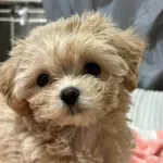 マルプーのぽむ🐶のアイコン