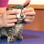 猫は万病に効くのアイコン