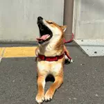 ムギのアイコン