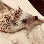 えりたま　あっちゃこちゃの万華鏡のアイコン