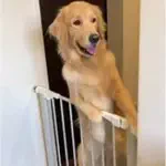 犬王国-ワンちゃんとの思い出共有スペースのアイコン