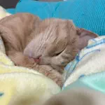 ジェットファミリーのアイコン