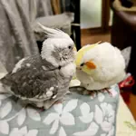 さよ子のアイコン