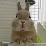 うさぎのもかのアイコン