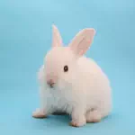 ゆいかのアイコン