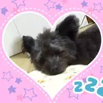 kojiroのアイコン