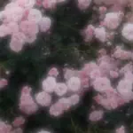 寛乃のアイコン