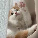 lolocomocoのアイコン