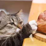 まこもこカップルのアイコン