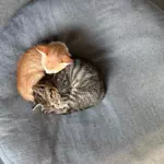 わたあめのアイコン