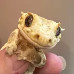 佐野イブのアイコン