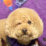 Curlのアイコン